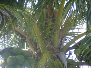 Evidence of the Fruit