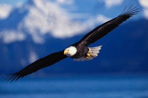 Bald Eagle Soaring